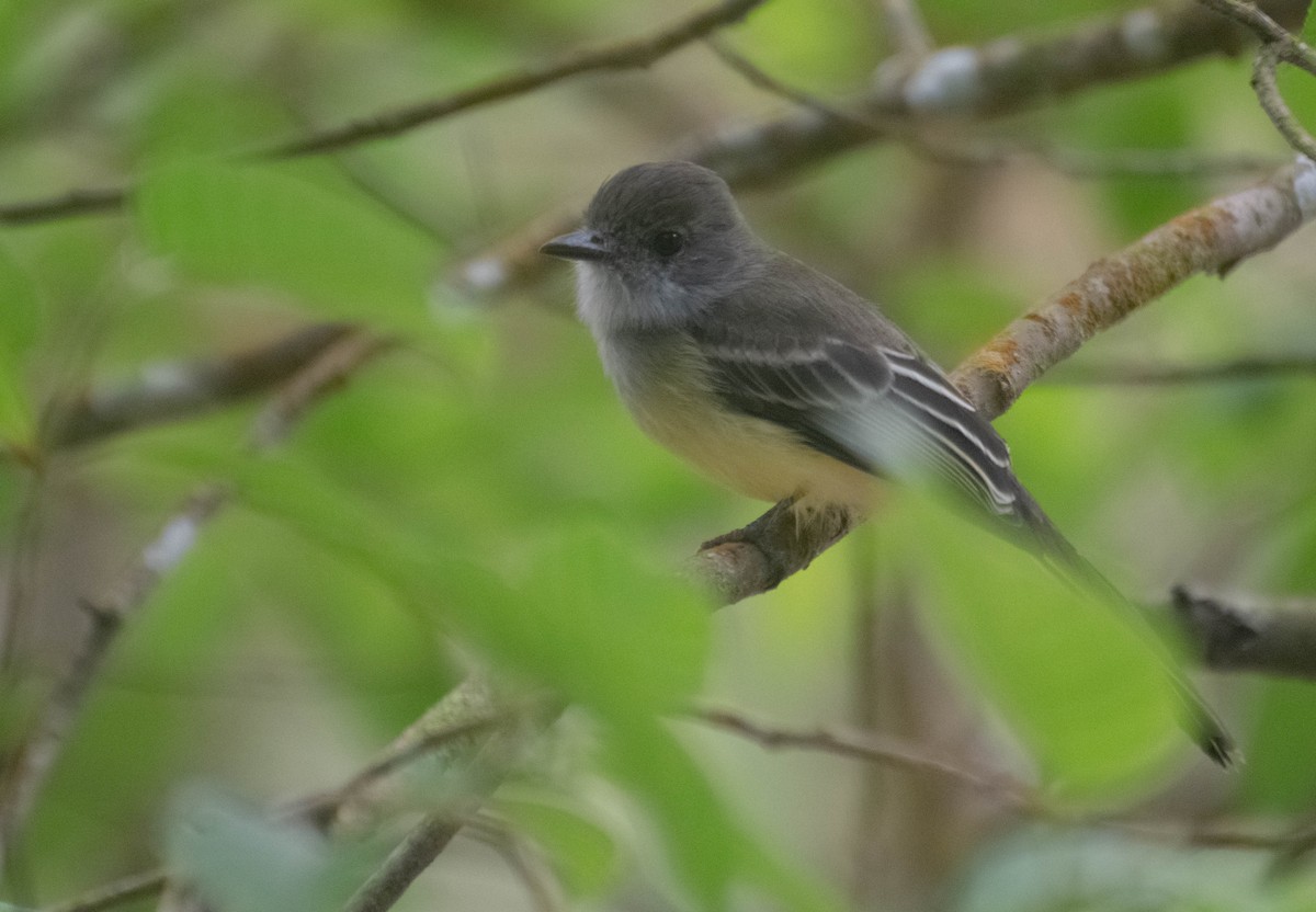 Açık Şeritli Sinekkapan - ML647880653