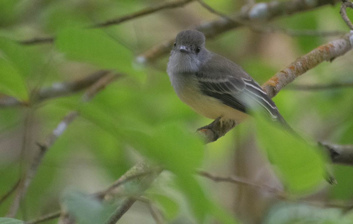 Açık Şeritli Sinekkapan - ML647880654