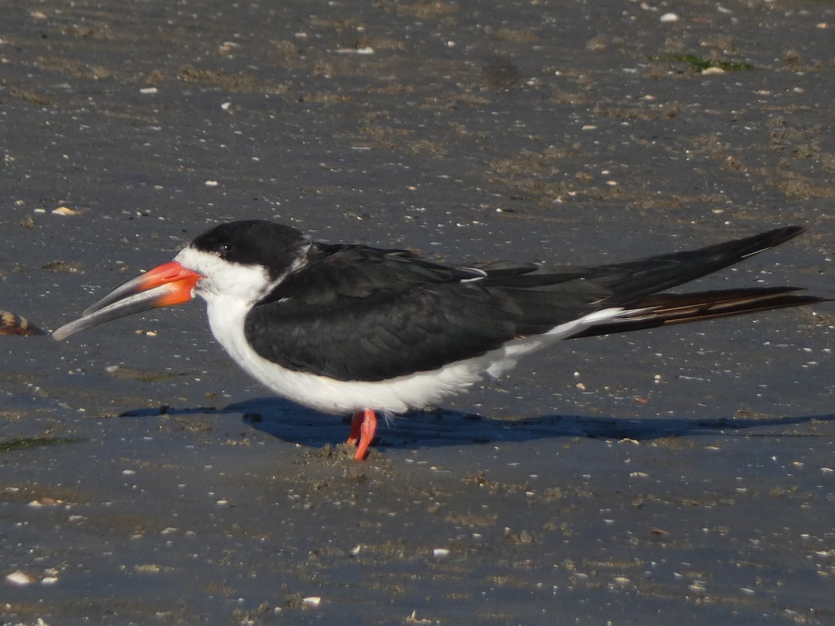 Kara Makasgaga - ML647880655