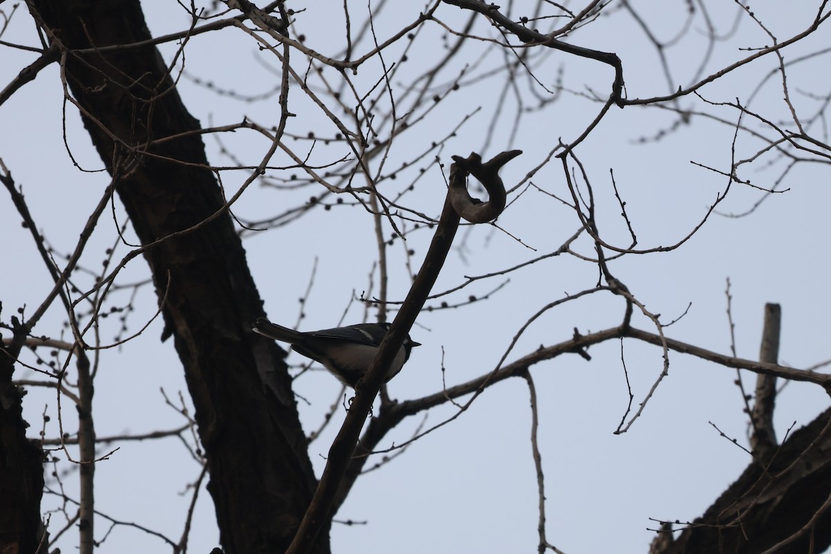 Akça Büyük Baştankara - ML647880658