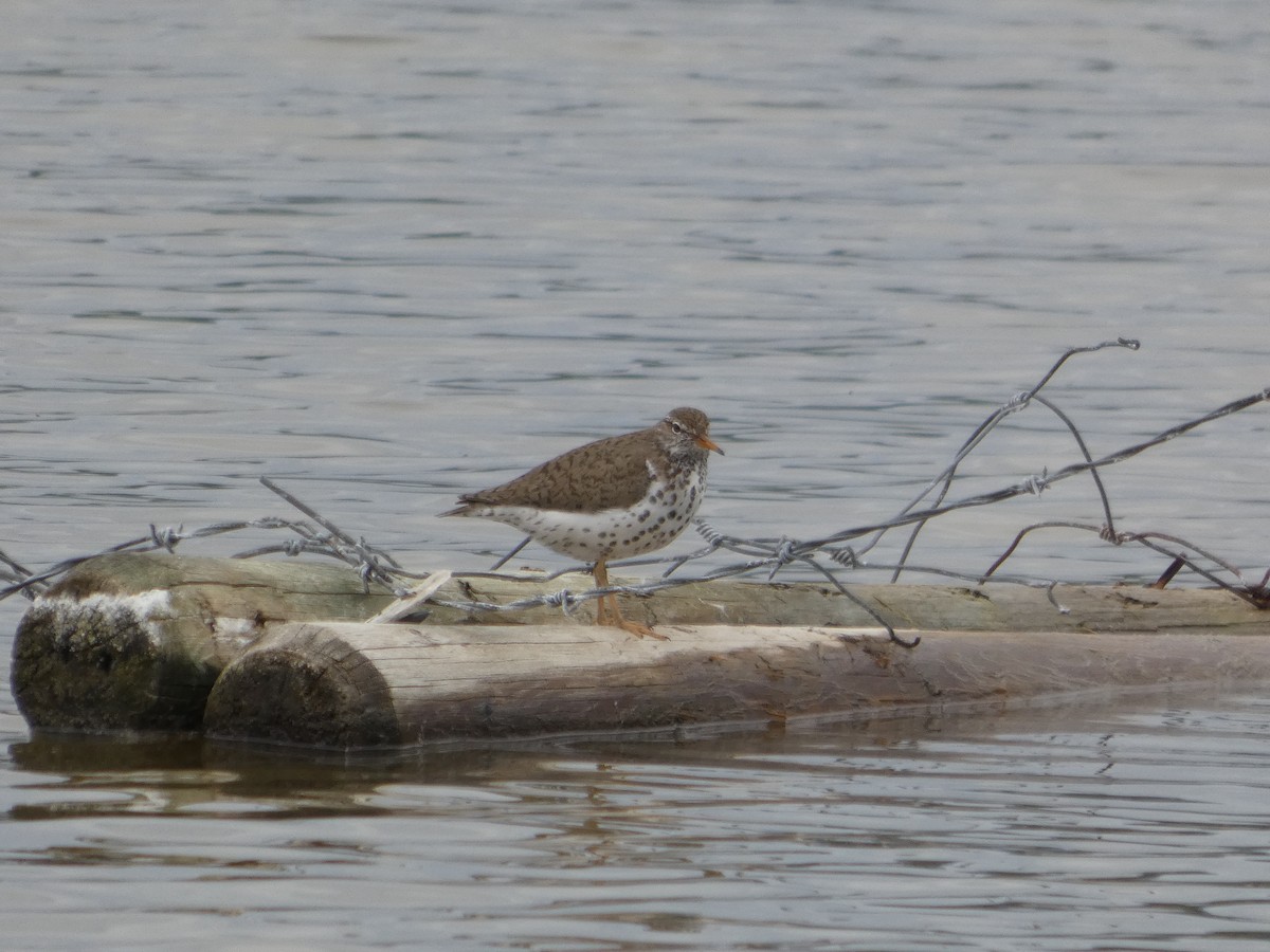 Benekli Düdükçün - ML647880660