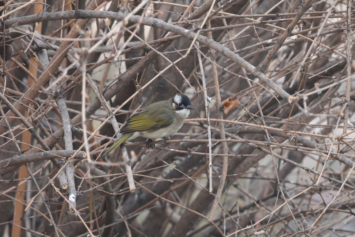 Çin Arapbülbülü - ML647880662