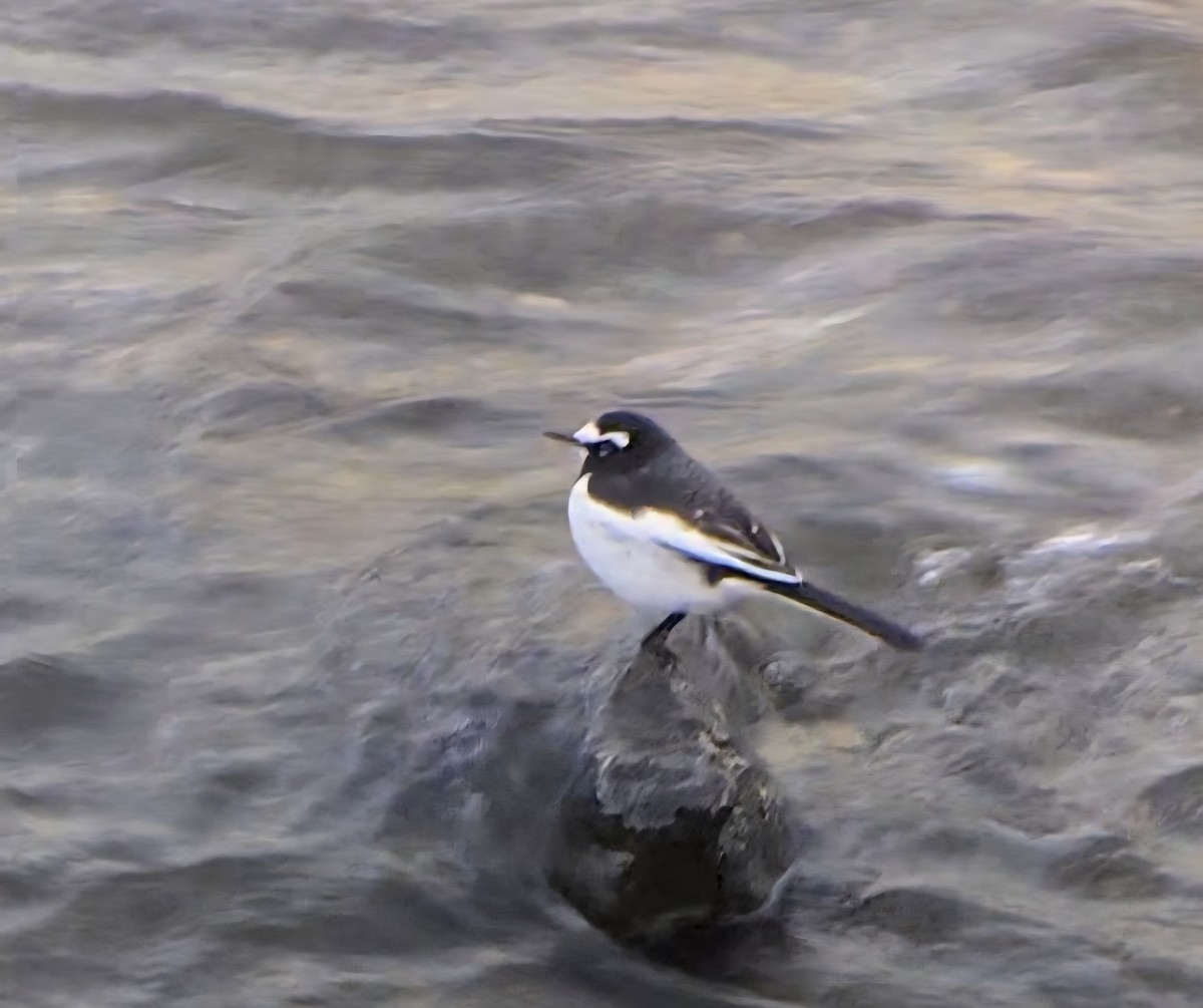 日本鶺鴒 - ML647880689