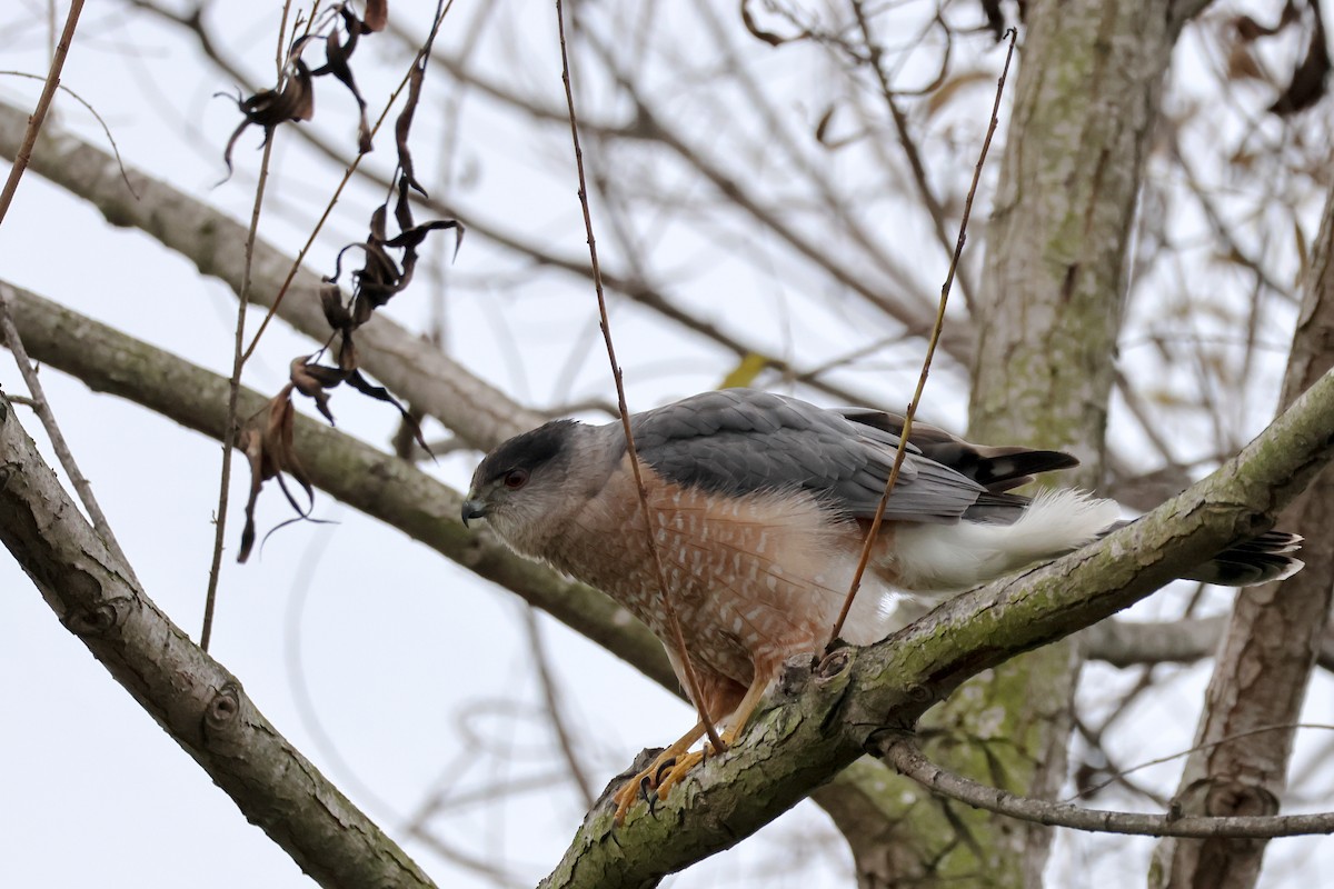 Cooper's Hawk - ML647880693