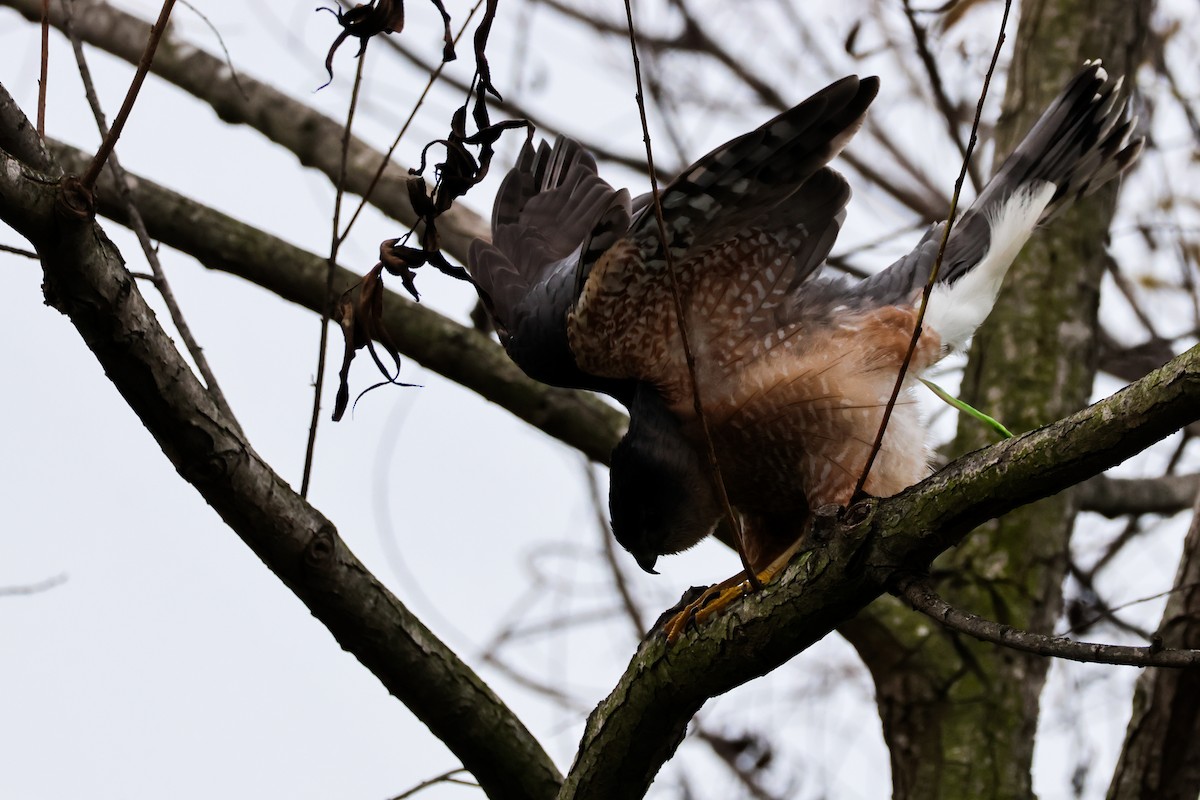 Cooper's Hawk - ML647880694