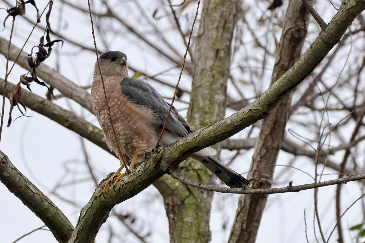 Cooper's Hawk - ML647880696