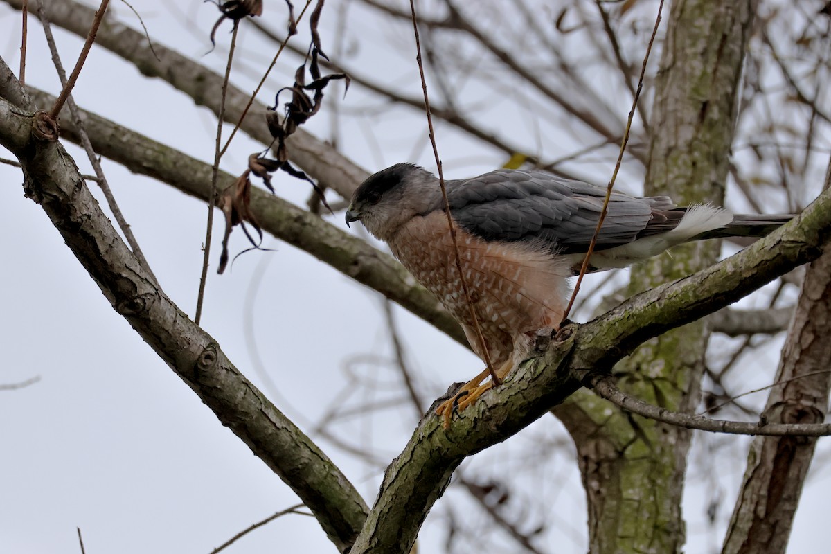 Cooper's Hawk - ML647880697