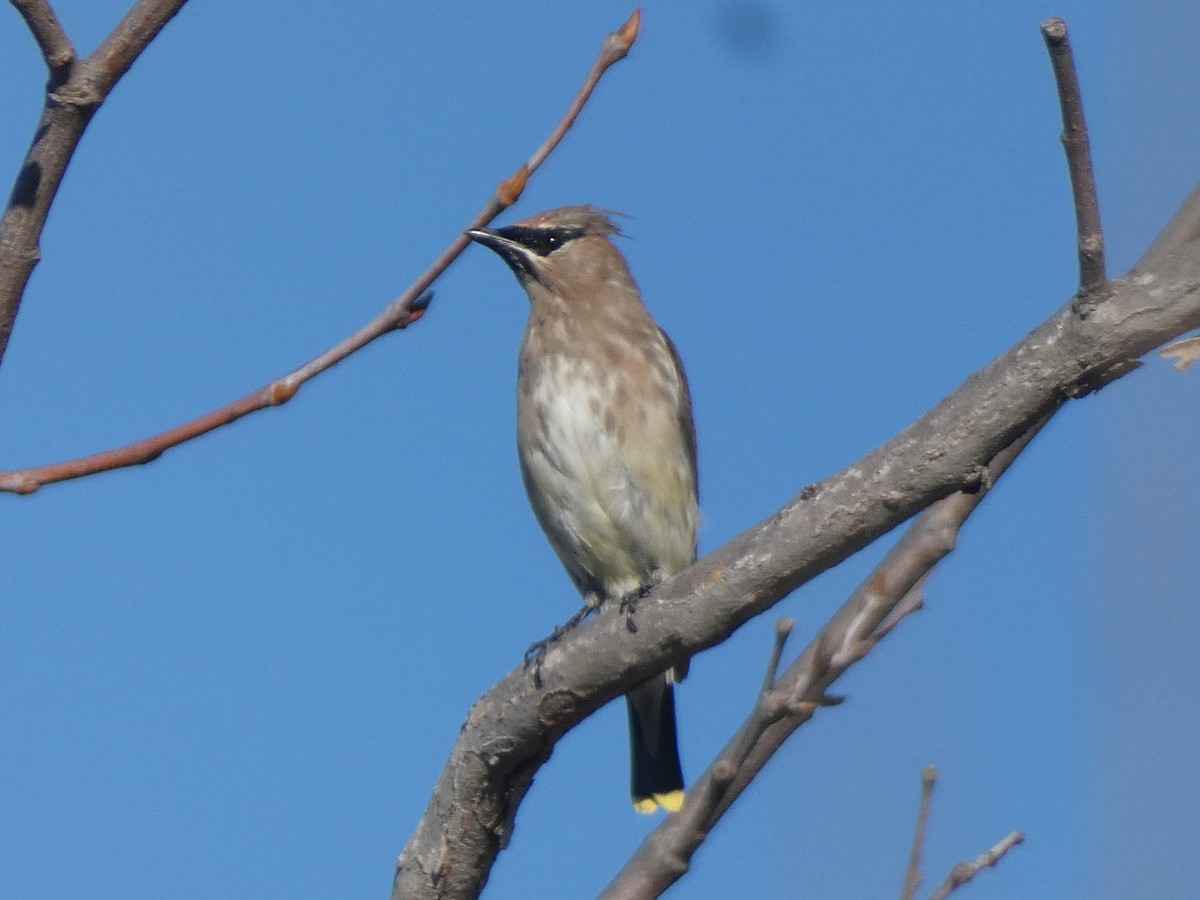 Cedar Waxwing - ML647880704