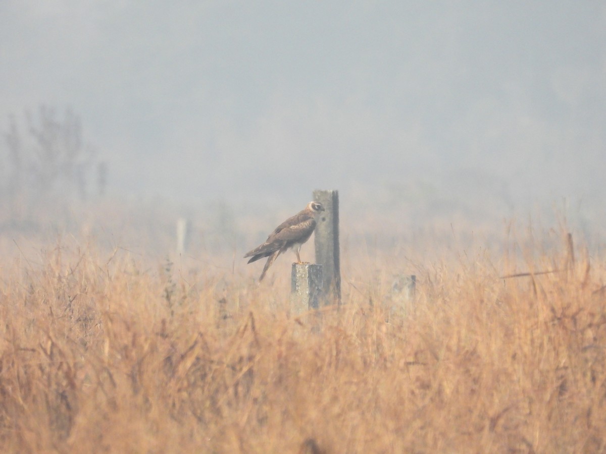 זרון פס - ML647880708