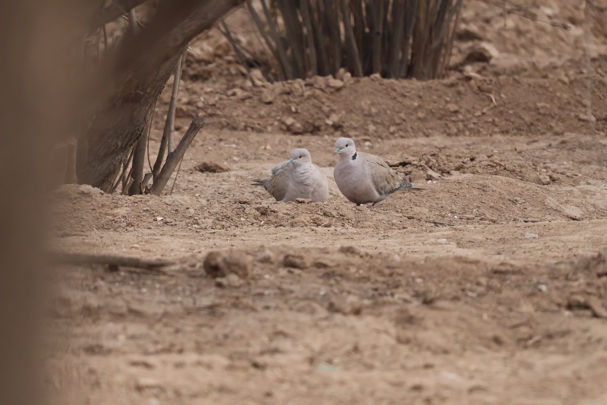 תור צווארון - ML647880709