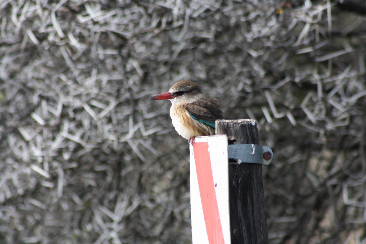 Brown-hooded Kingfisher - ML647880710