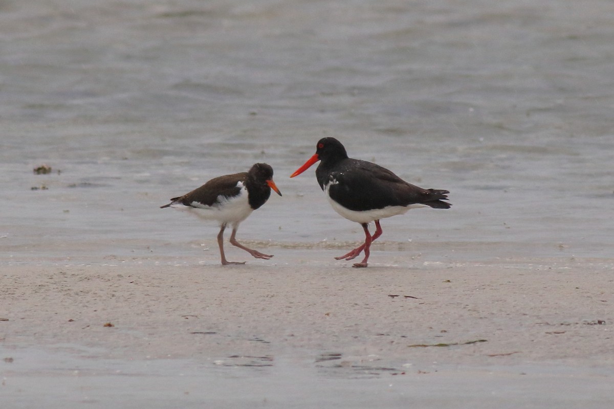 Pied Oystercatcher - ML647880711