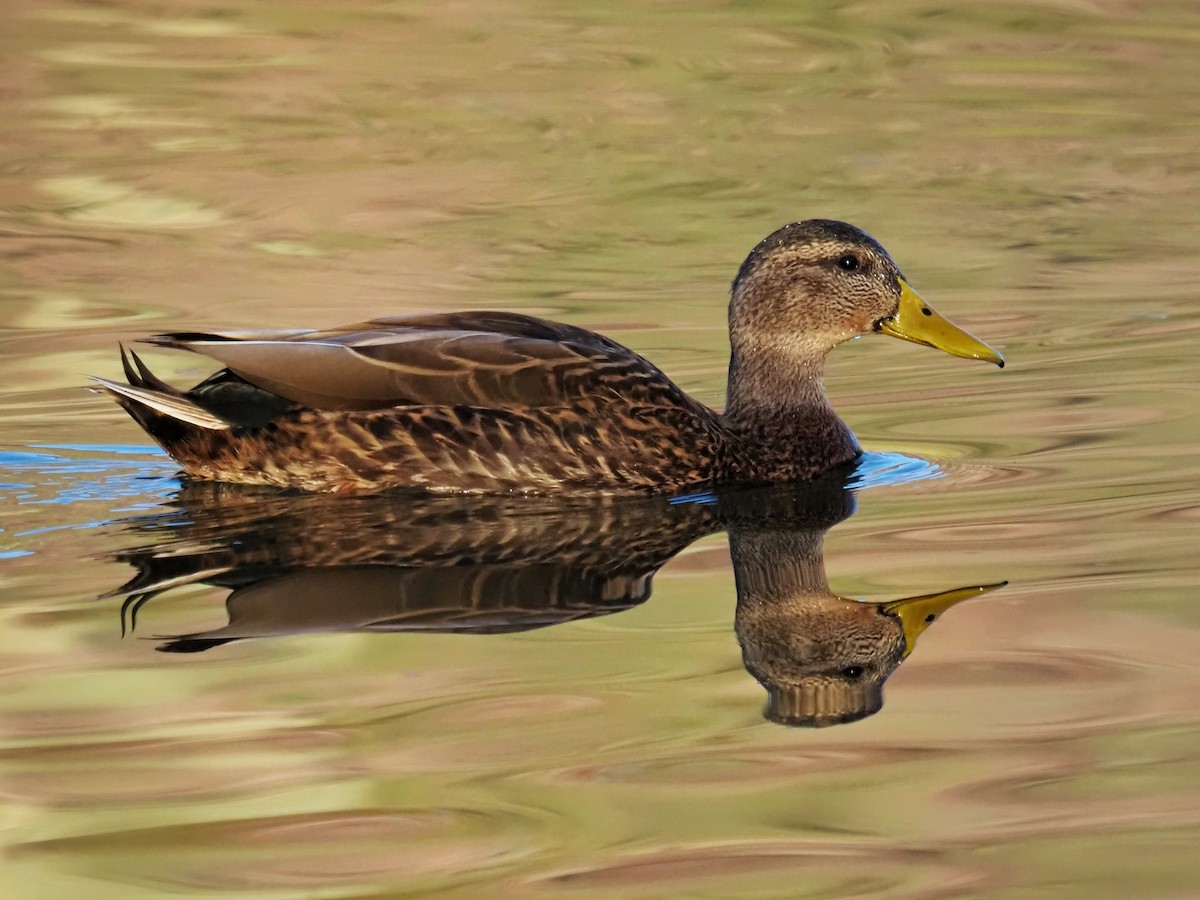 Mallard x Mexican Duck (hybrid) - ML647880712