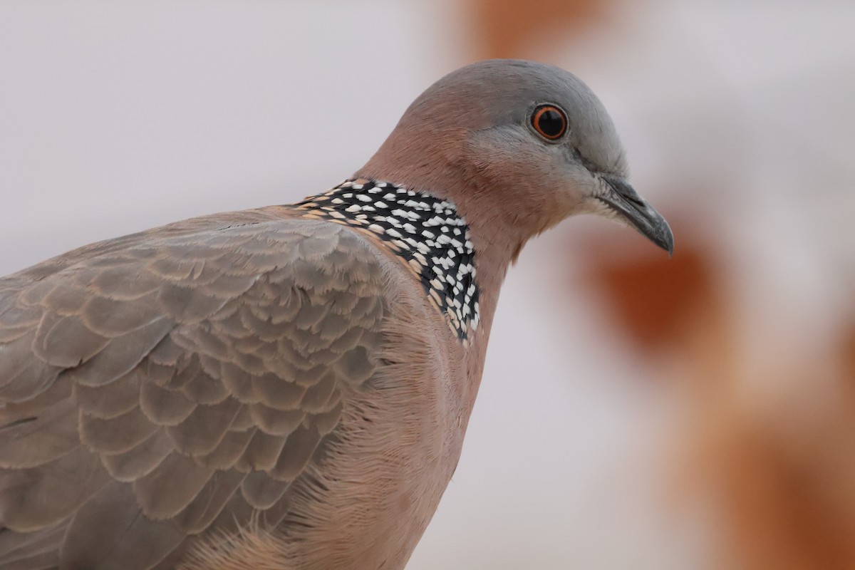 תור נקוד - ML647880714