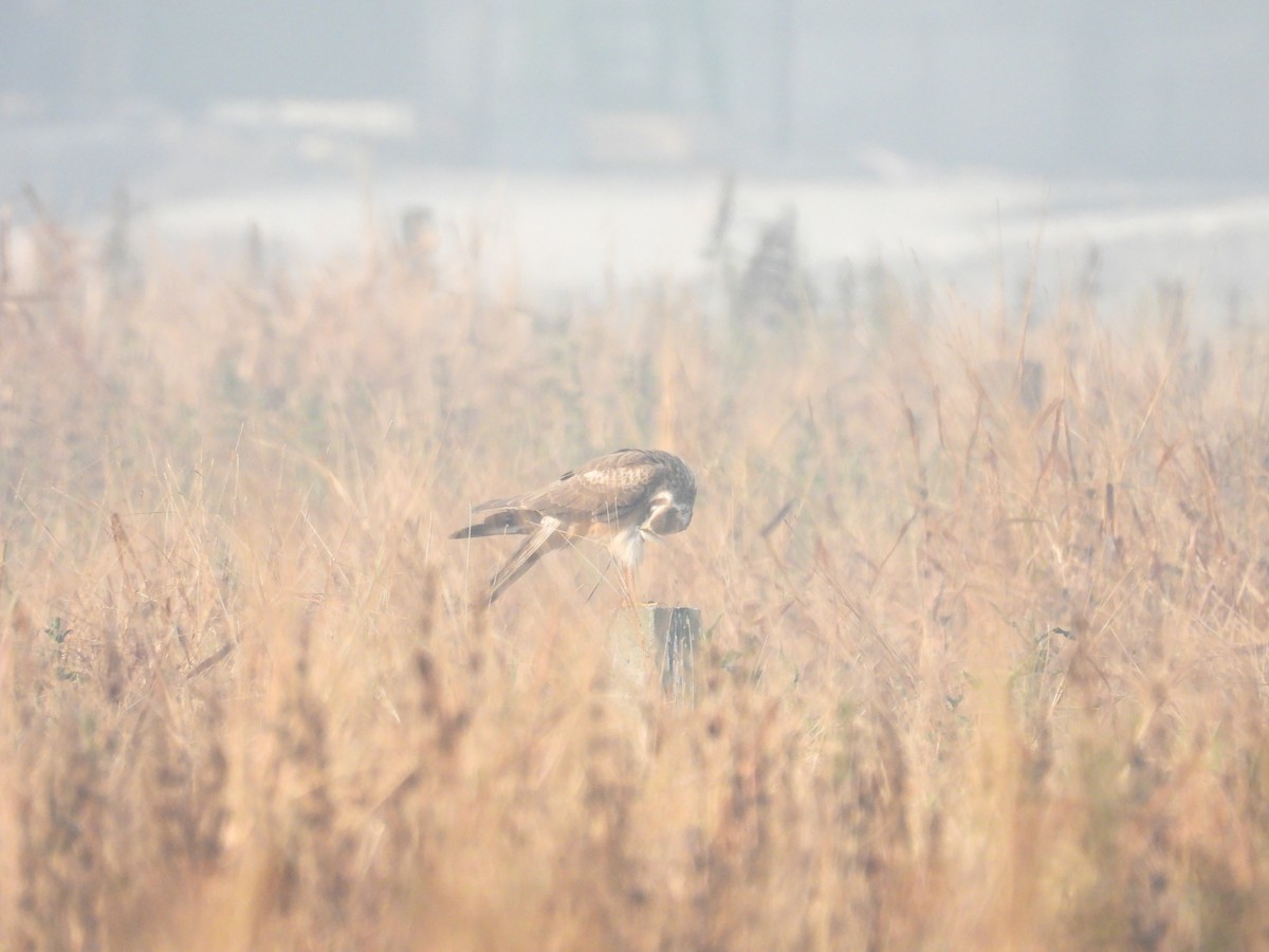 זרון פס - ML647880715