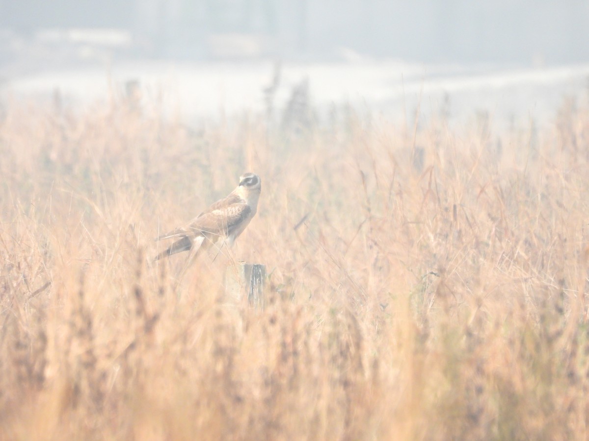 זרון פס - ML647880716