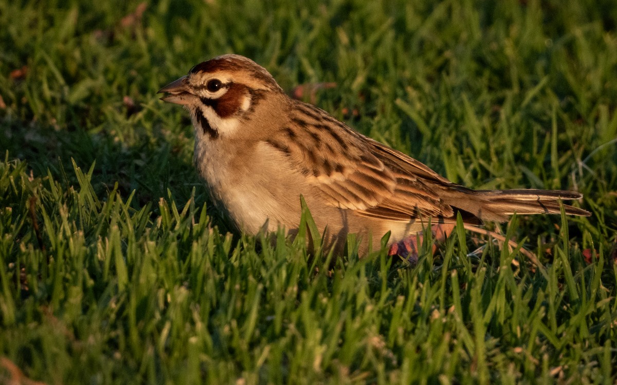 גיבתונית לבנת-גבה - ML647880718