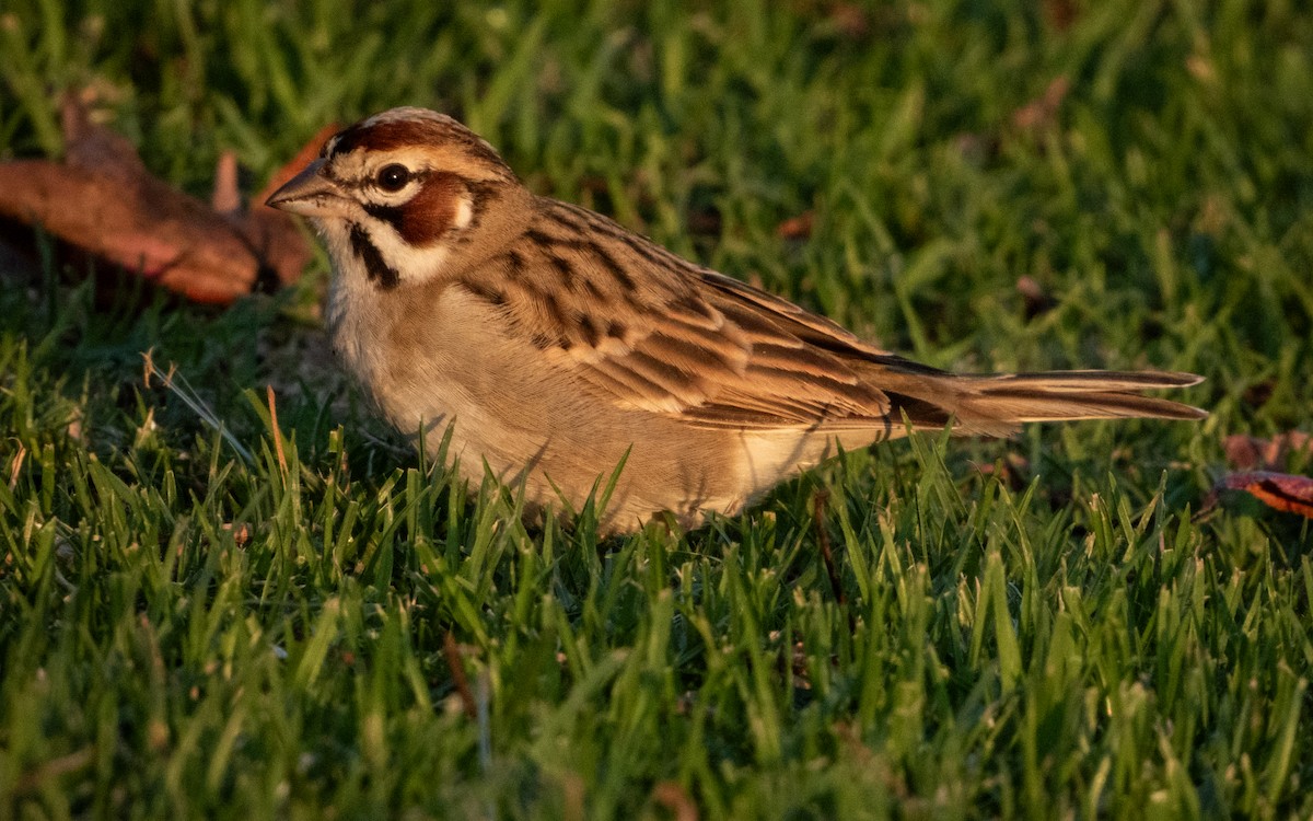 גיבתונית לבנת-גבה - ML647880719