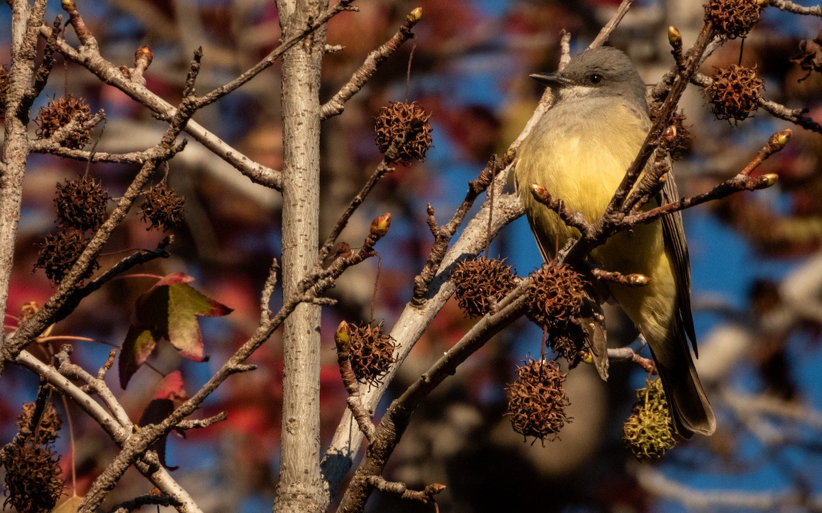 Cassin's Kingbird - ML647880720