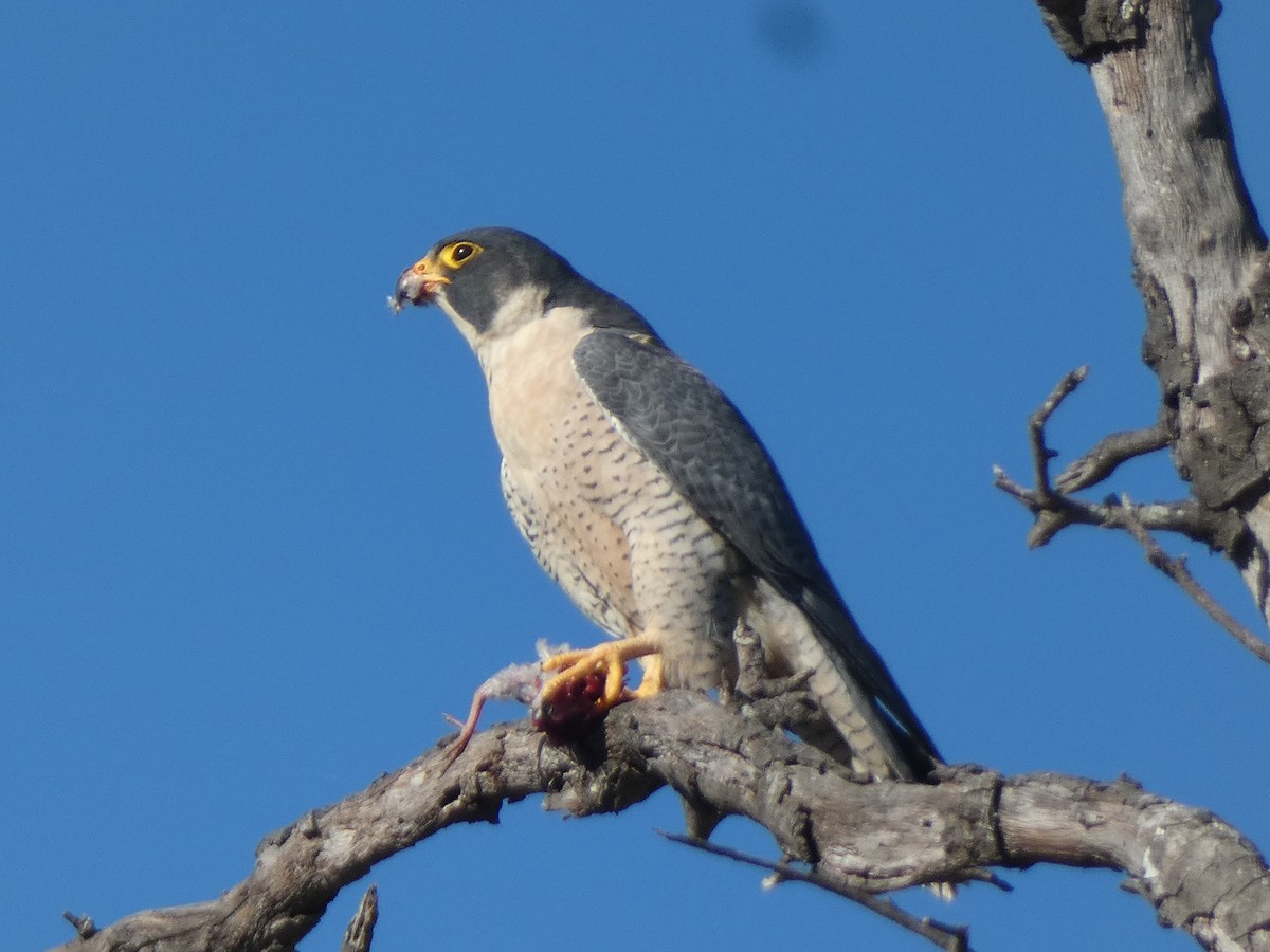 בז נודד - ML647880721