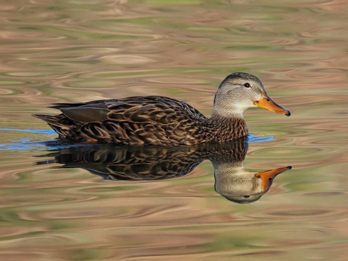 Mexican Duck - ML647880723