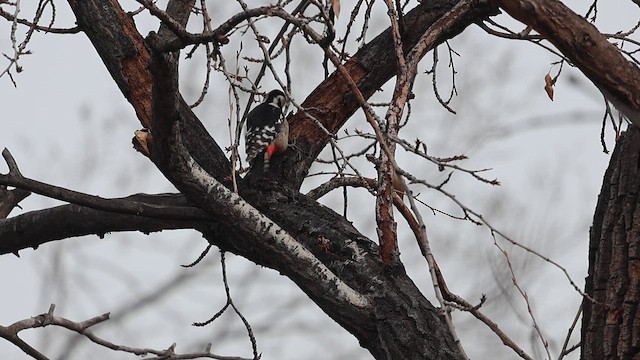 נקר עקוד - ML647880725