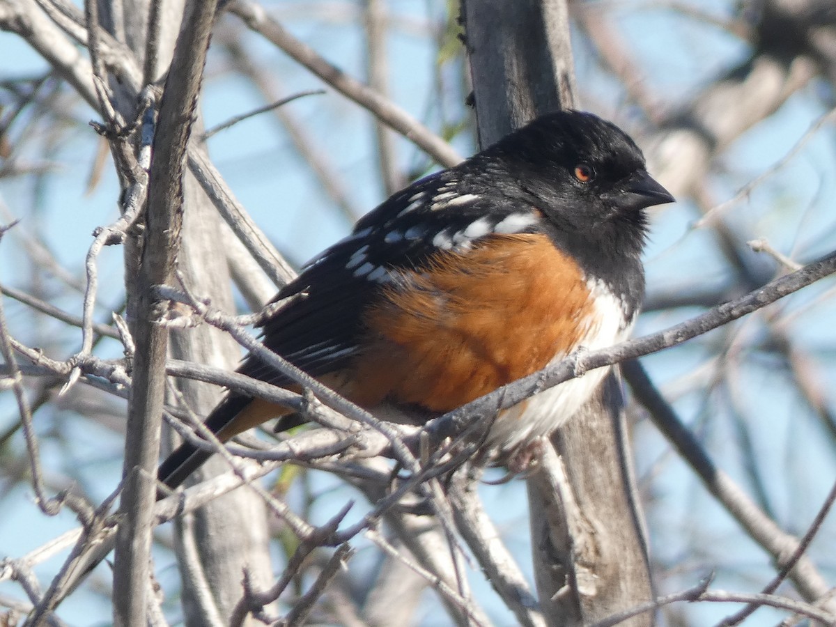 Spotted Towhee - ML647880726