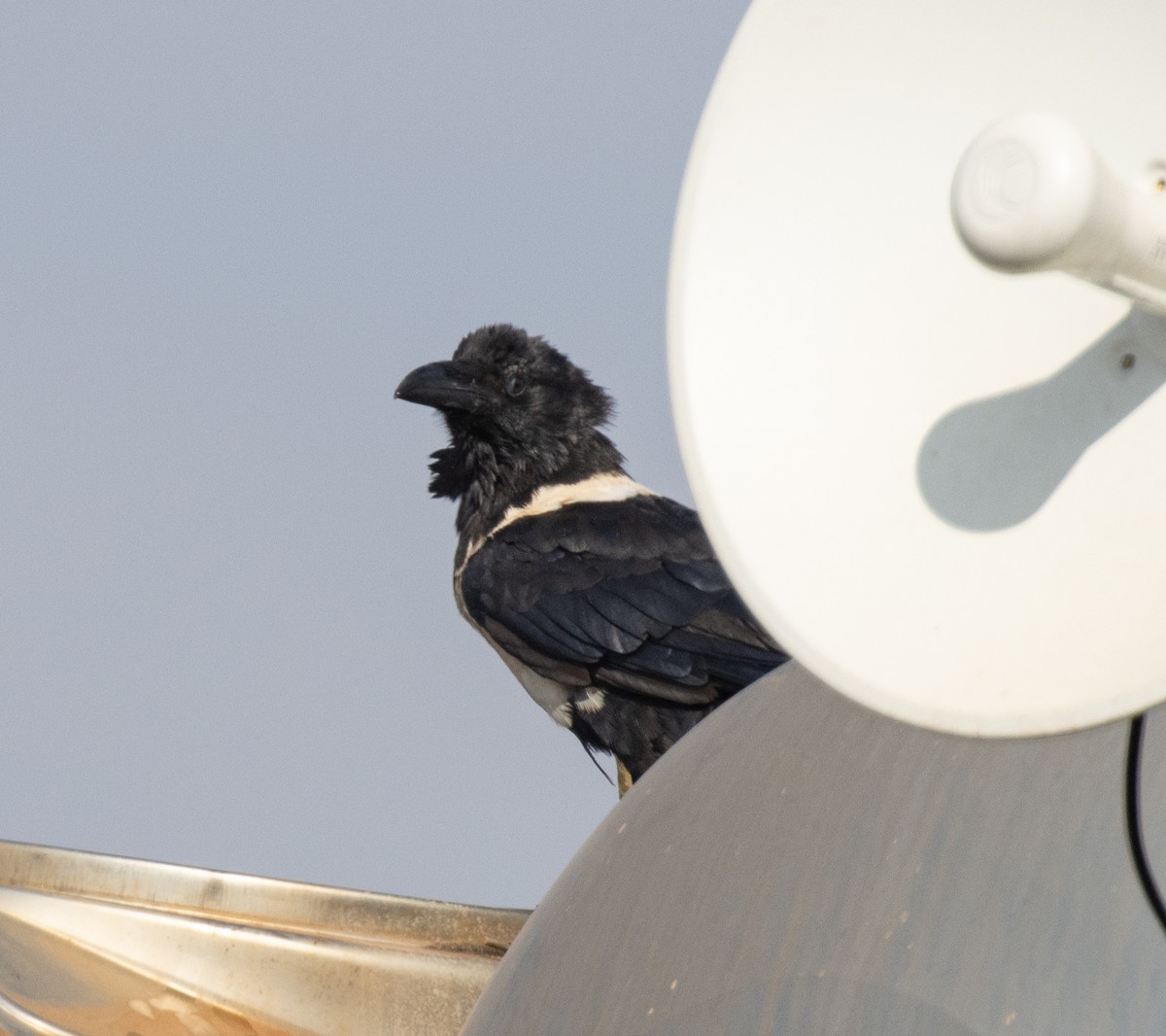 עורב עקוד - ML647880728