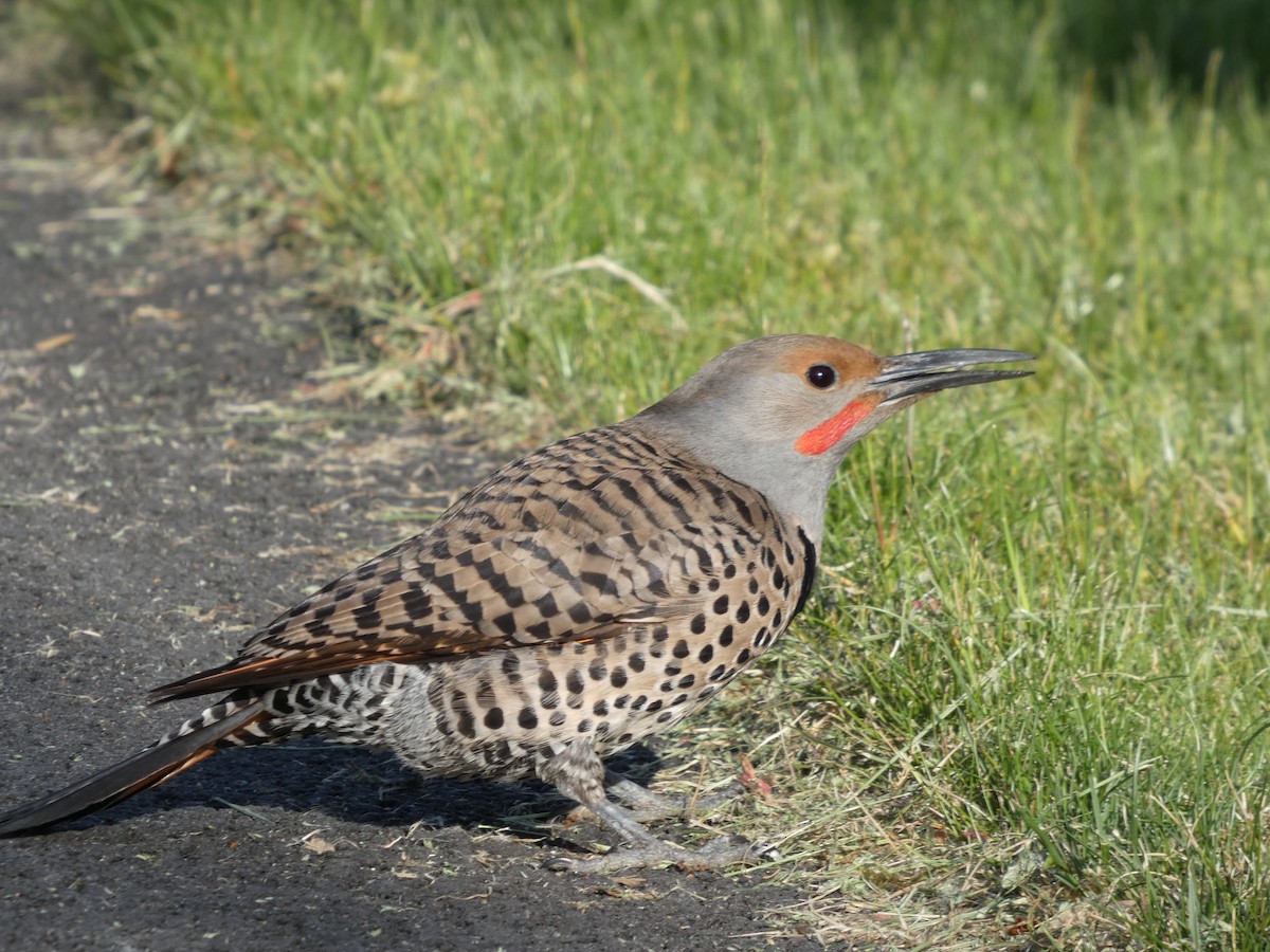 נקר צפון-אמריקני - ML647880730