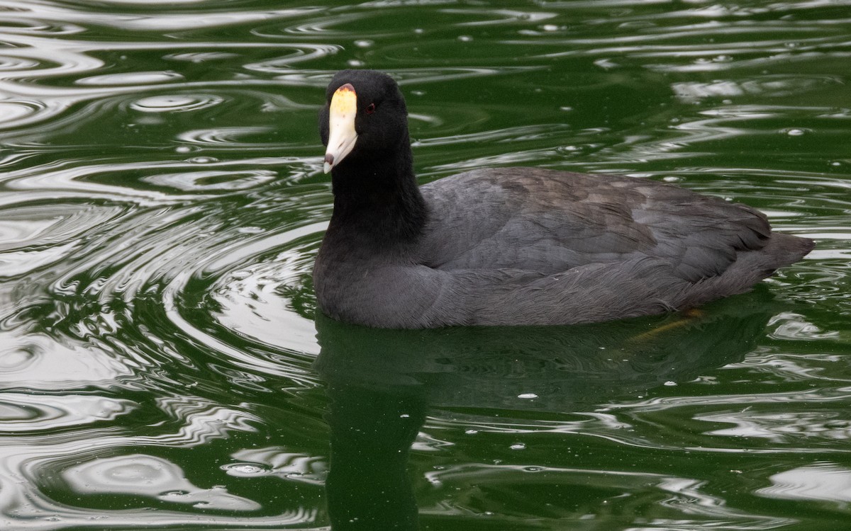 אגמית אמריקנית - ML647880732