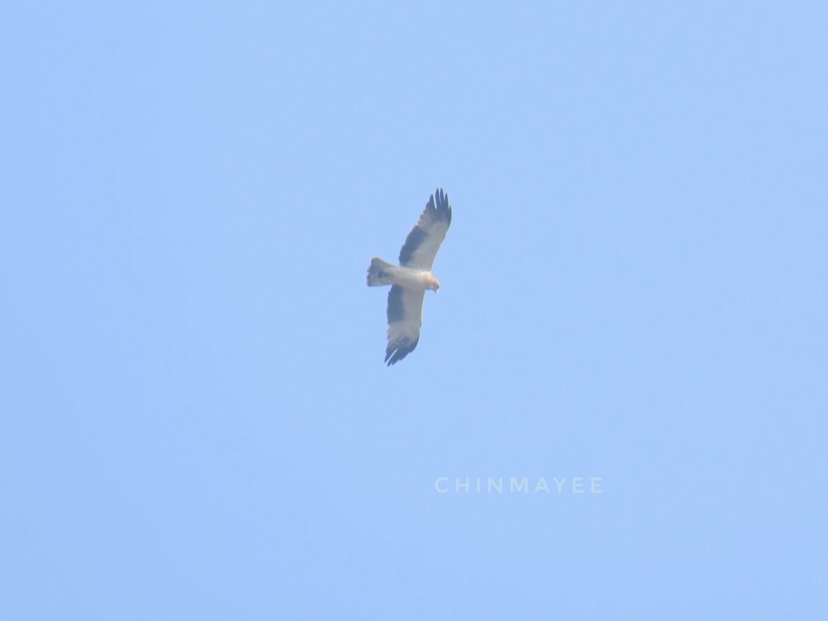 עיט גמדי - ML647880734