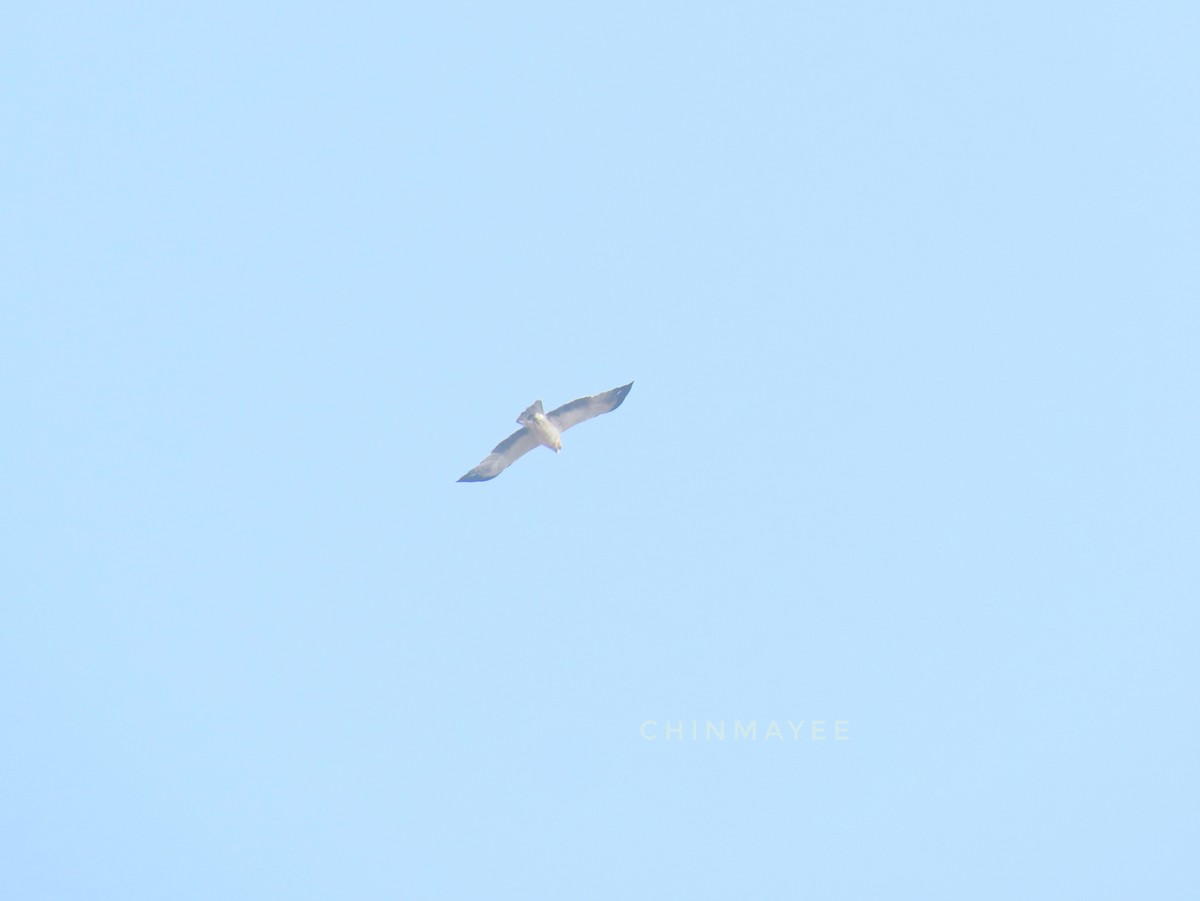 עיט גמדי - ML647880735