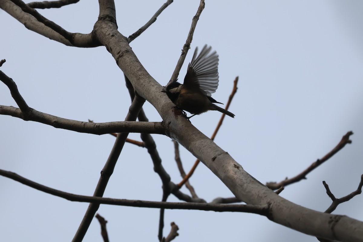 ירגזי שחור - ML647880737