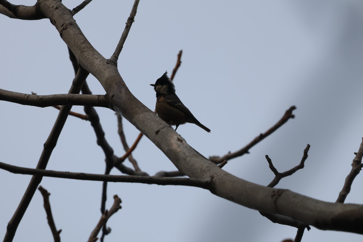 ירגזי שחור - ML647880738