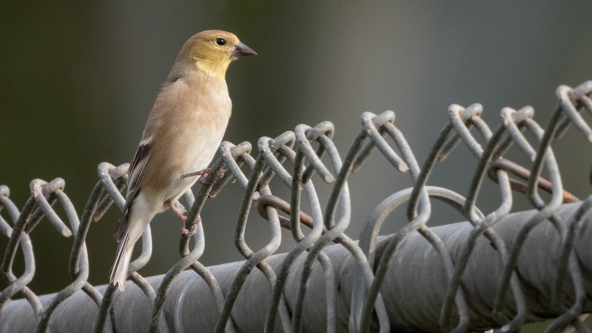 American Goldfinch - ML647880739