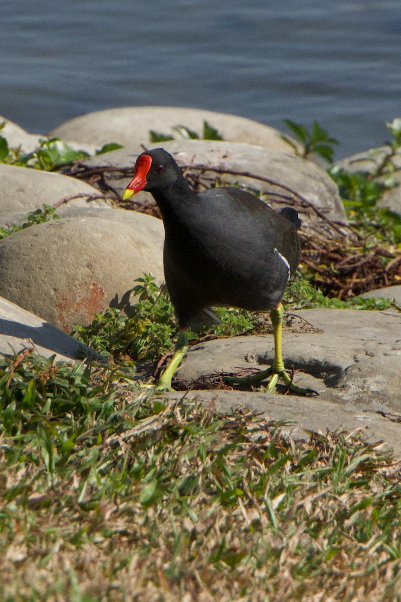 סופית - ML647880742