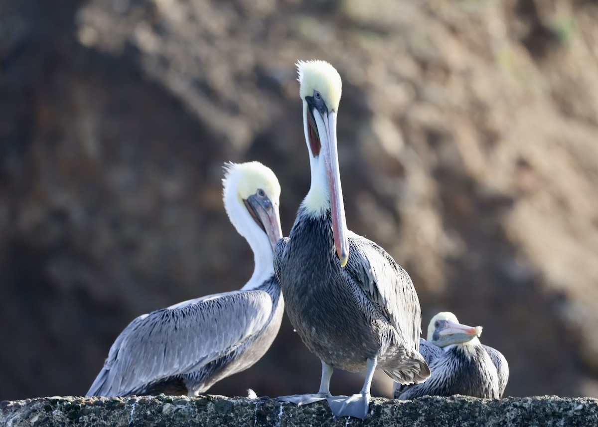 Pélican brun - ML647880807