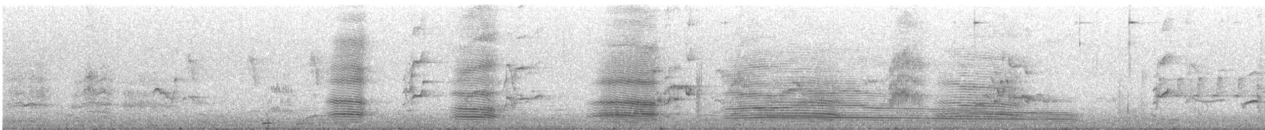 Cuervo Australiano - ML647880845