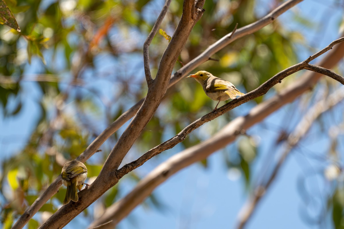 White-plumed Honeyeater - ML647880870