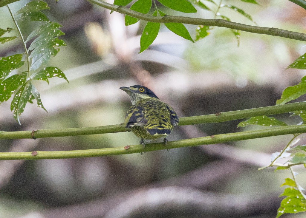 Scaled Fruiteater - ML647880883