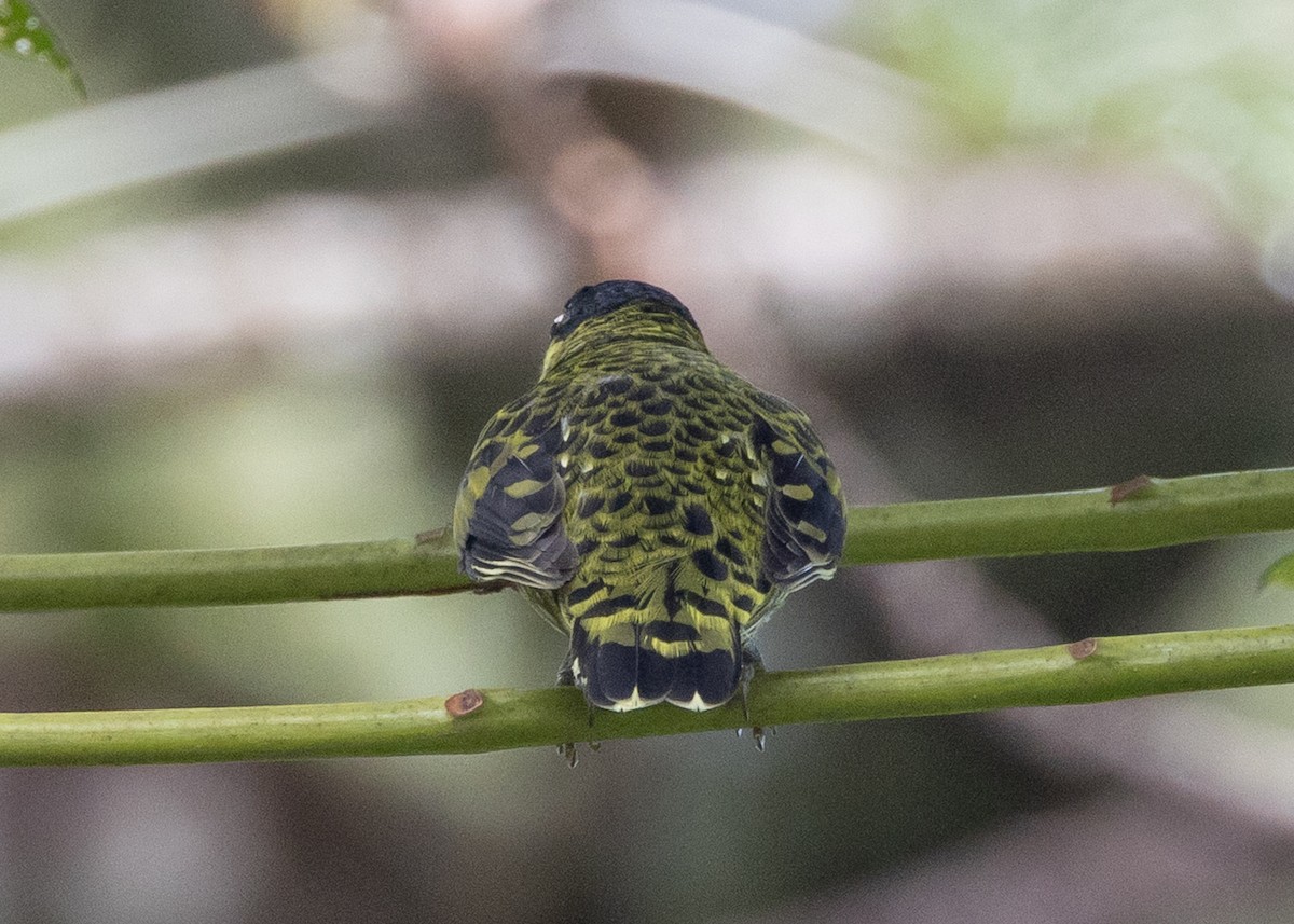 Scaled Fruiteater - ML647880884