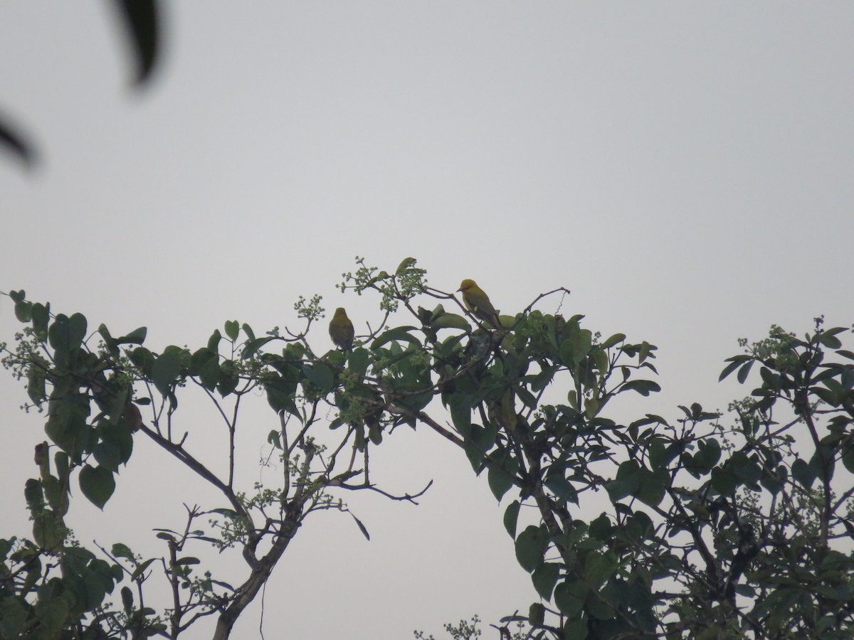 Вивільга індійська - ML647880928