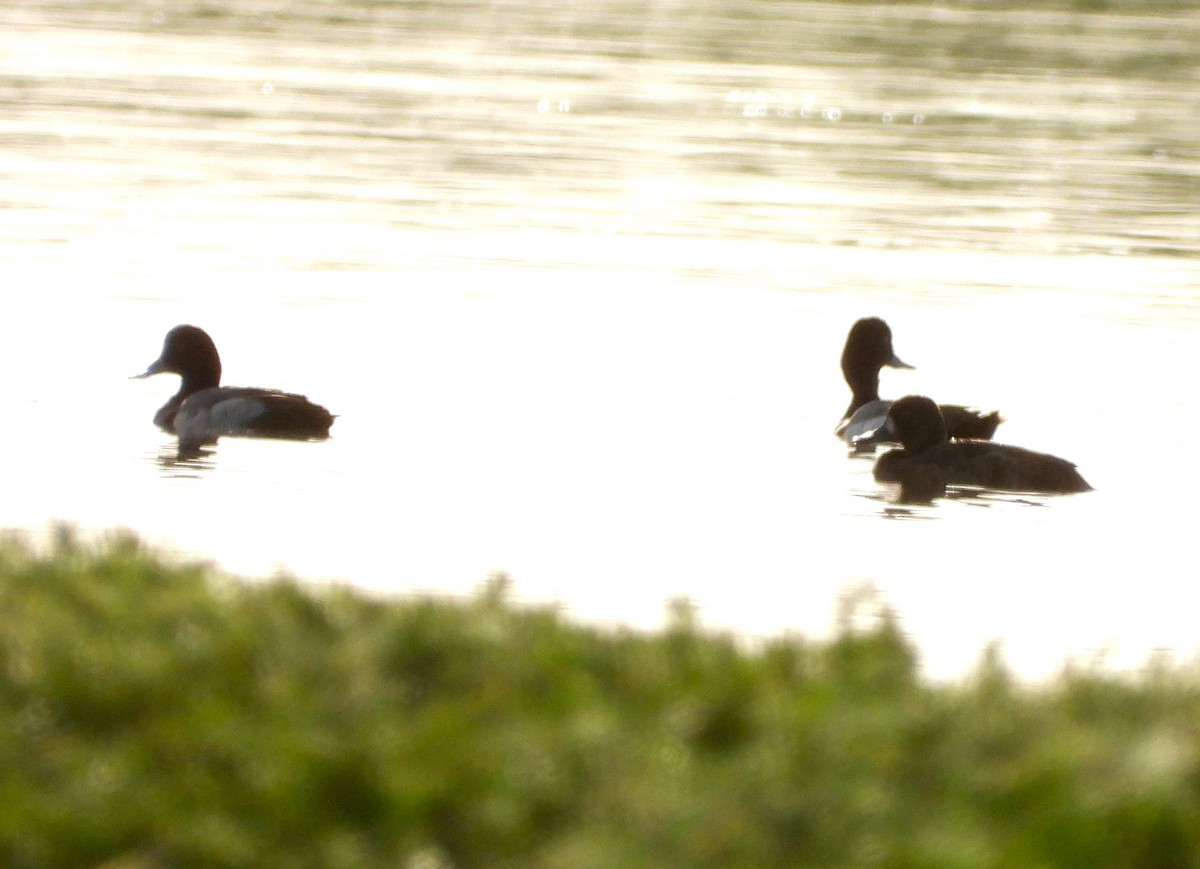 小斑背潛鴨 - ML647880960