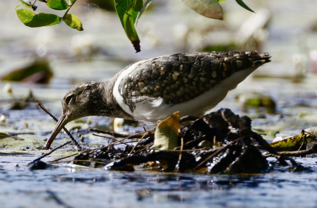 Australian Painted-Snipe - ML647880968