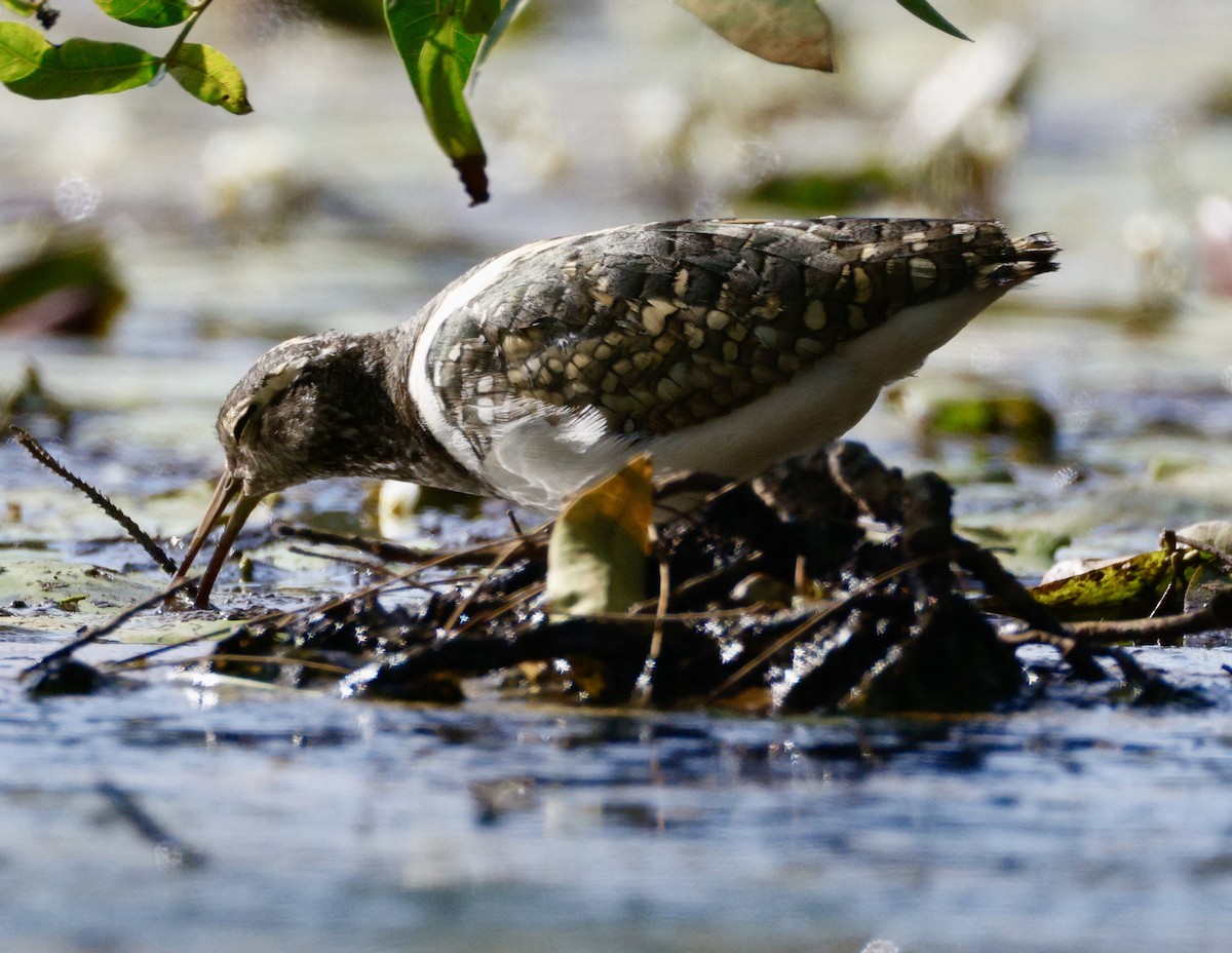 Australian Painted-Snipe - ML647880970