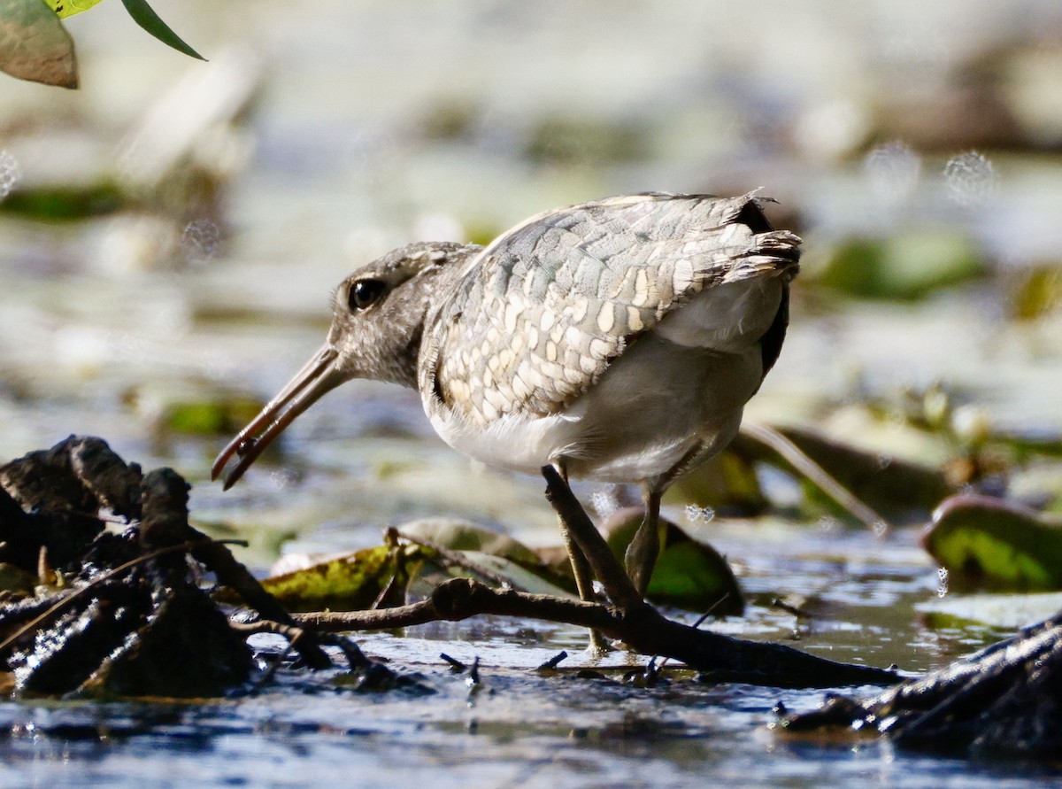 Australian Painted-Snipe - ML647880975