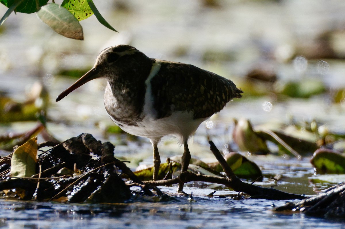 Australian Painted-Snipe - ML647880976