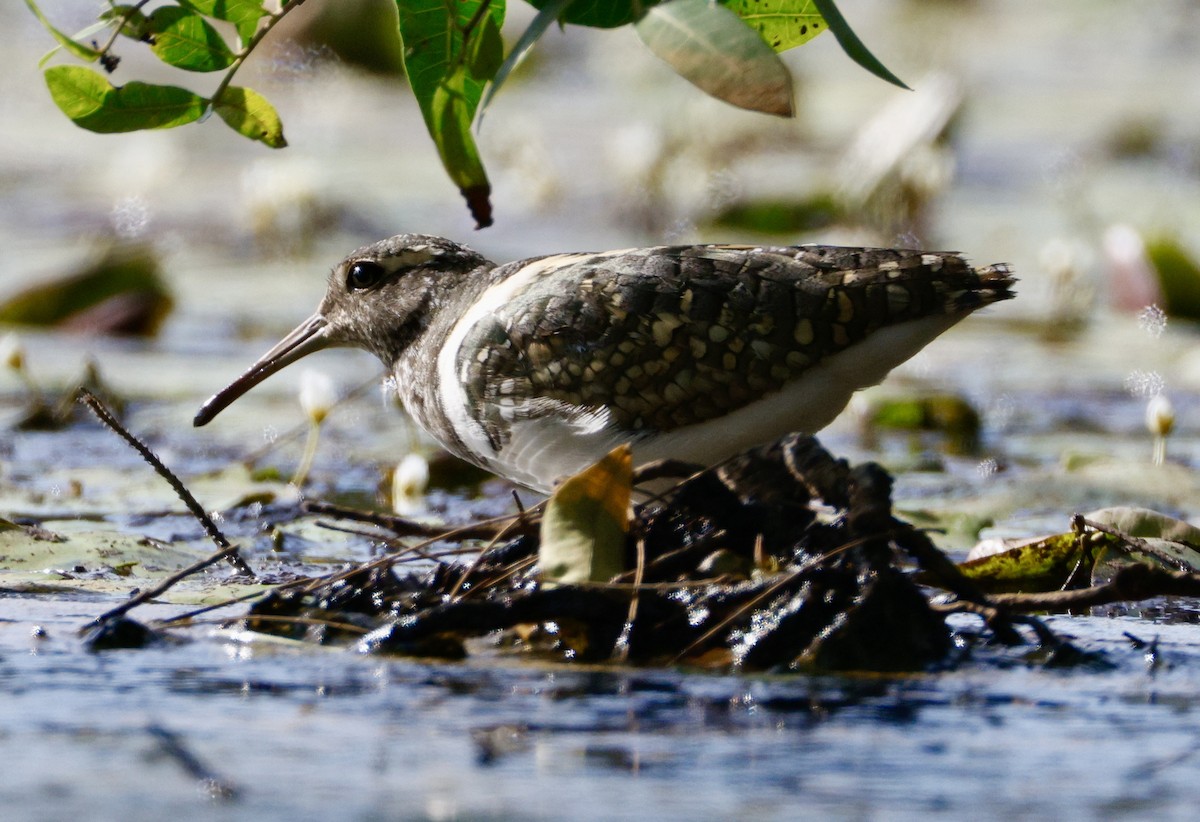 Australian Painted-Snipe - ML647880978
