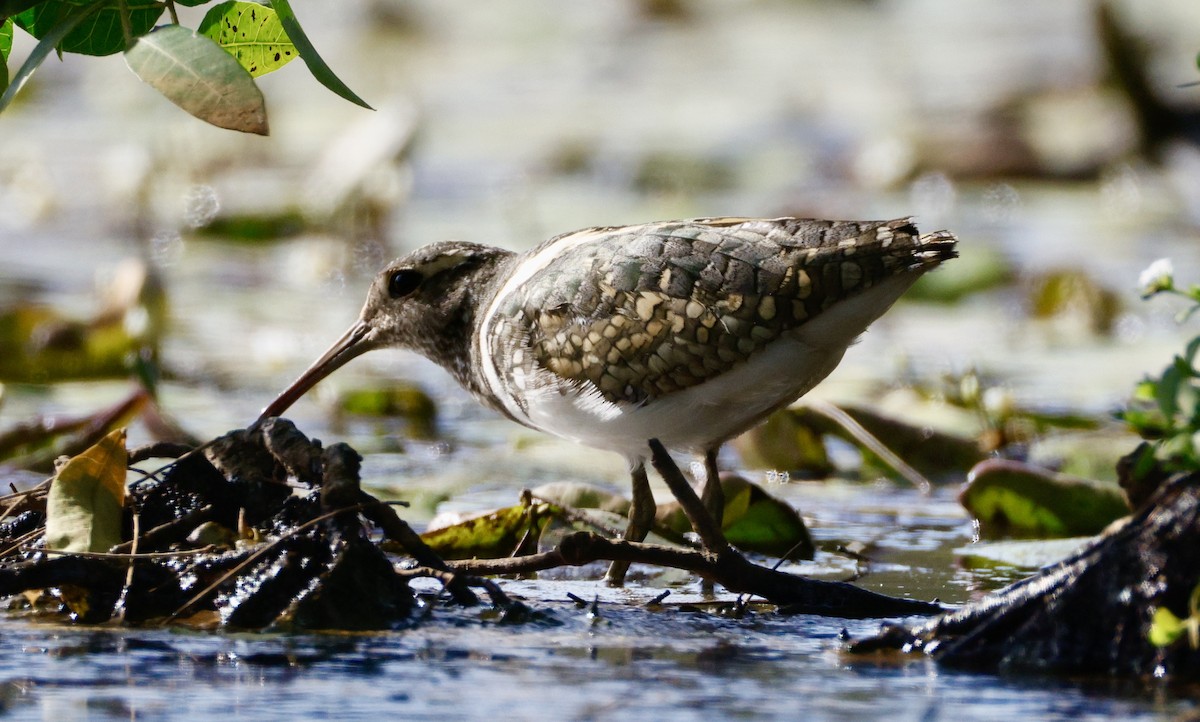 Australian Painted-Snipe - ML647880980