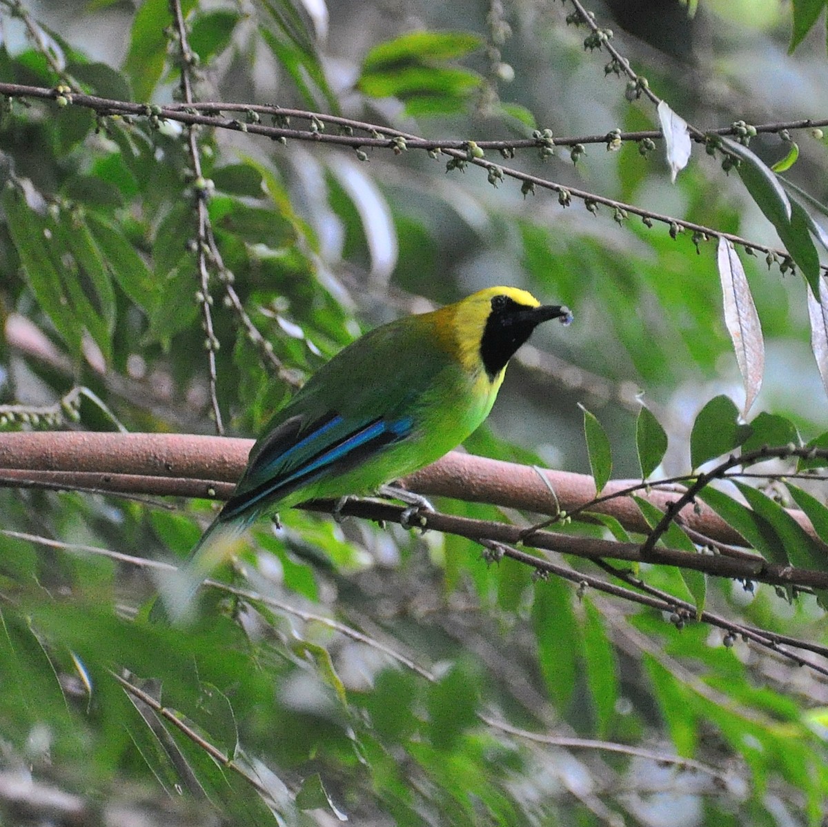 Blue-winged Leafbird - ML647880981